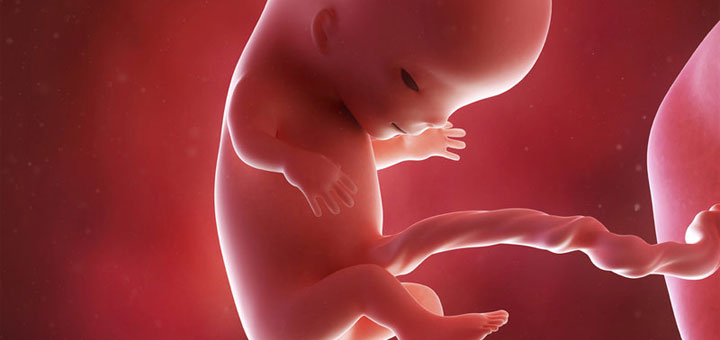 Эмбриональный зародышевый период