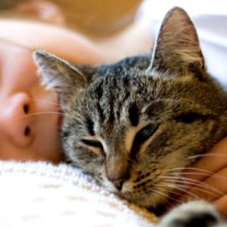 Почему коты мурлыкают?